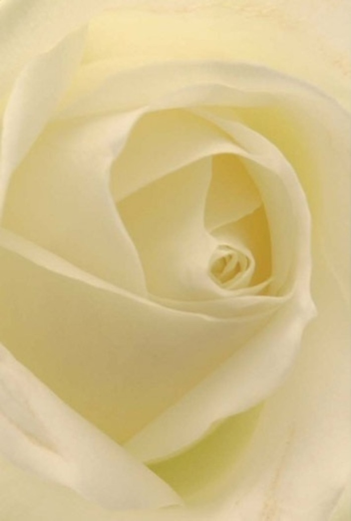 Seen up close, this classic white rose, crafted by a dedicated Erith florist, resonates with tranquility and elegance. Each petal is thoughtfully positioned in a perfect spiral, their smooth transitions between ivory, cream, and soft white highlighting the subtle interplay of light-much like how dawn settles gently over the Erith marshes. Soft shadows fall in the folds, giving depth and a sense of dimensionality that only natural blooms can convey. Such a rose feels poised for life's meaningful moments: perhaps a heartfelt apology given near Northumberland Heath, a delicate addition to a wedding celebration at a riverside venue, or a serene centrepiece for a moment of reflection. The near-translucence of the outer petals hints at both resilience and vulnerability, while the flower's innate purity and subdued, clean fragrance linger in the imagination. With every arrangement, the commitment to artistry and emotional resonance-so integral to Erith Flowers-shines through, bringing a nuanced touch to events and memories across the community.